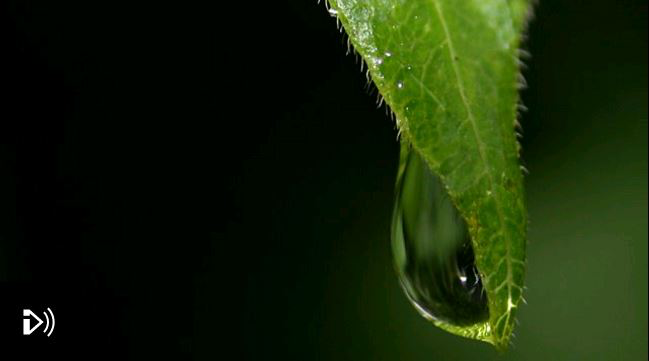 Image: A water droplet drips from a leaf, Credit: Thinkstock